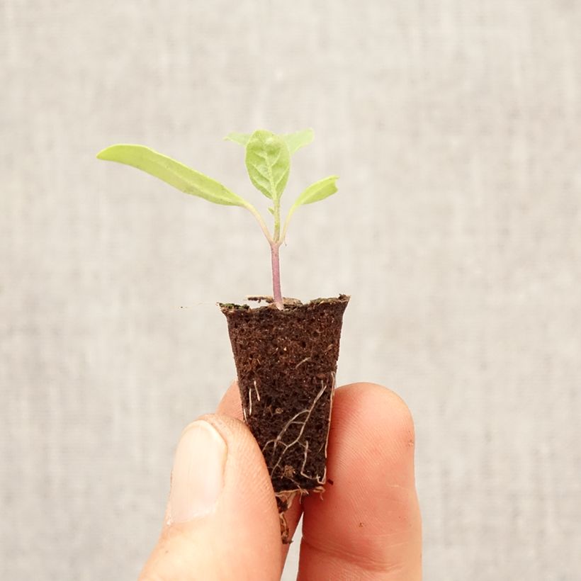 Spécimen de Aubergine Violet Knight F1 en plant Mini-motte Ø 3/4 cm tel que livré au printemps