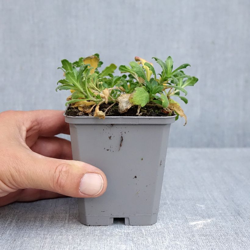 Spécimen de Aubrieta Royal Blue - Aubriète Godet de 8/9 cm tel que livré en automne