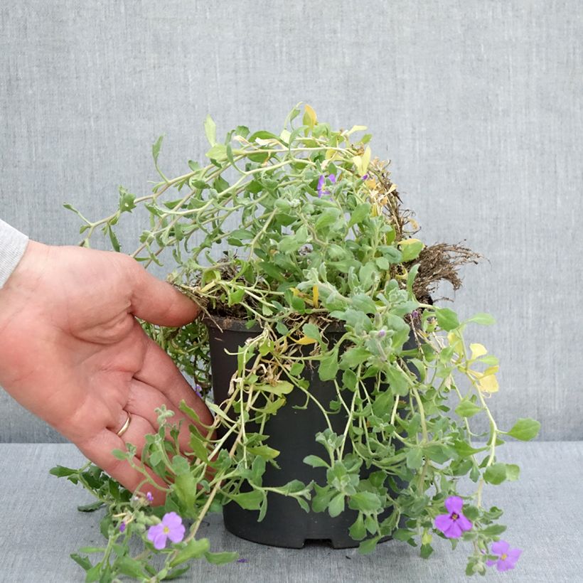 Spécimen de Aubriète bleue - Aubrieta Cascade Blue Pot de 2L/3L tel que livré au printemps