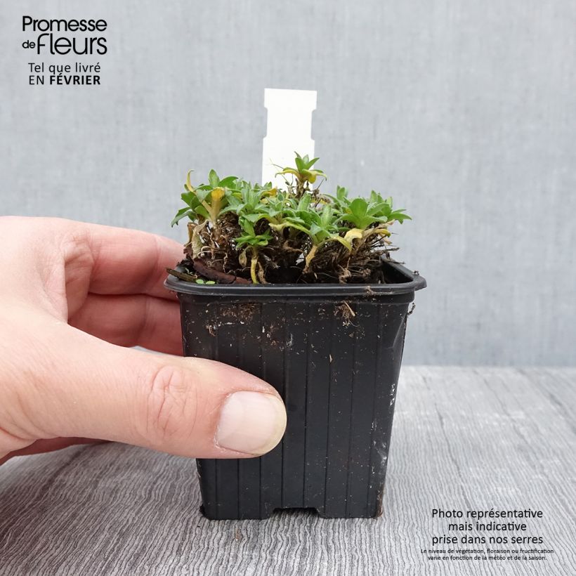 Spécimen de Aubriète Florado Rose-Red - Aubrieta gracilis Godet de 8/9 cm tel que livré en hiver
