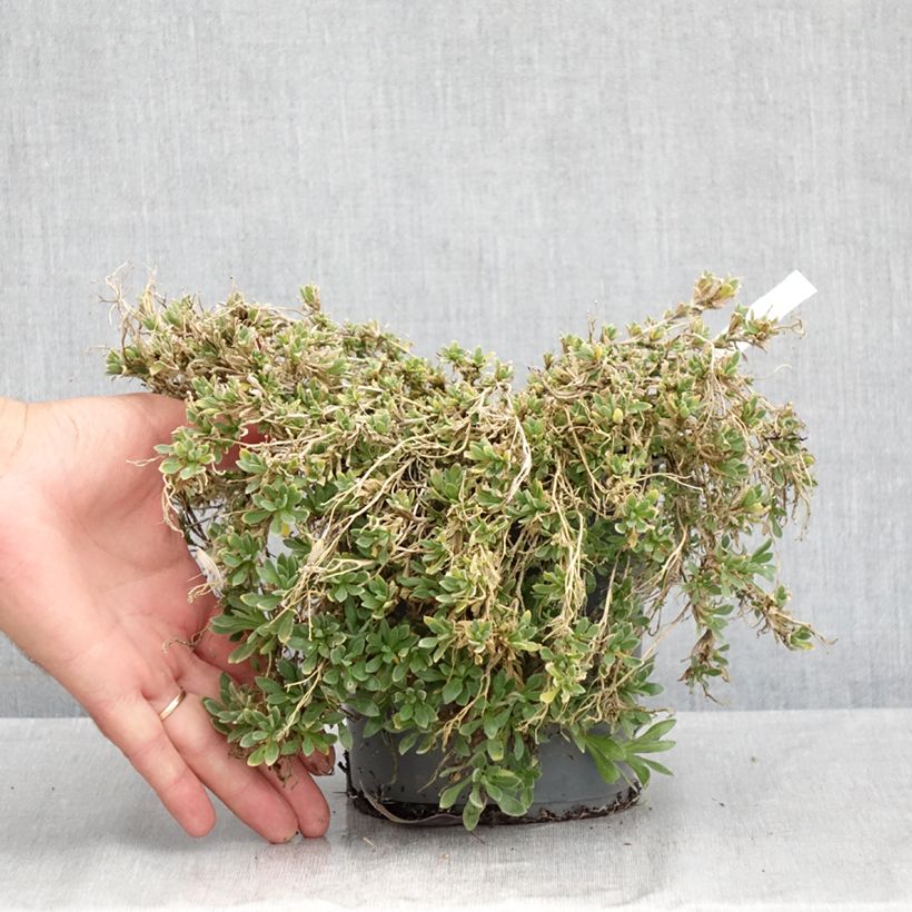 Spécimen de Aubriète Florado Rose-Red - Aubrieta gracilis Pot de 2L/3L tel que livré en été
