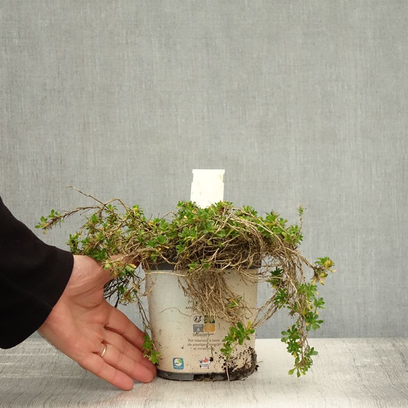 Spécimen de Aubriète Kitte White Pot de 2L/3L tel que livré en automne