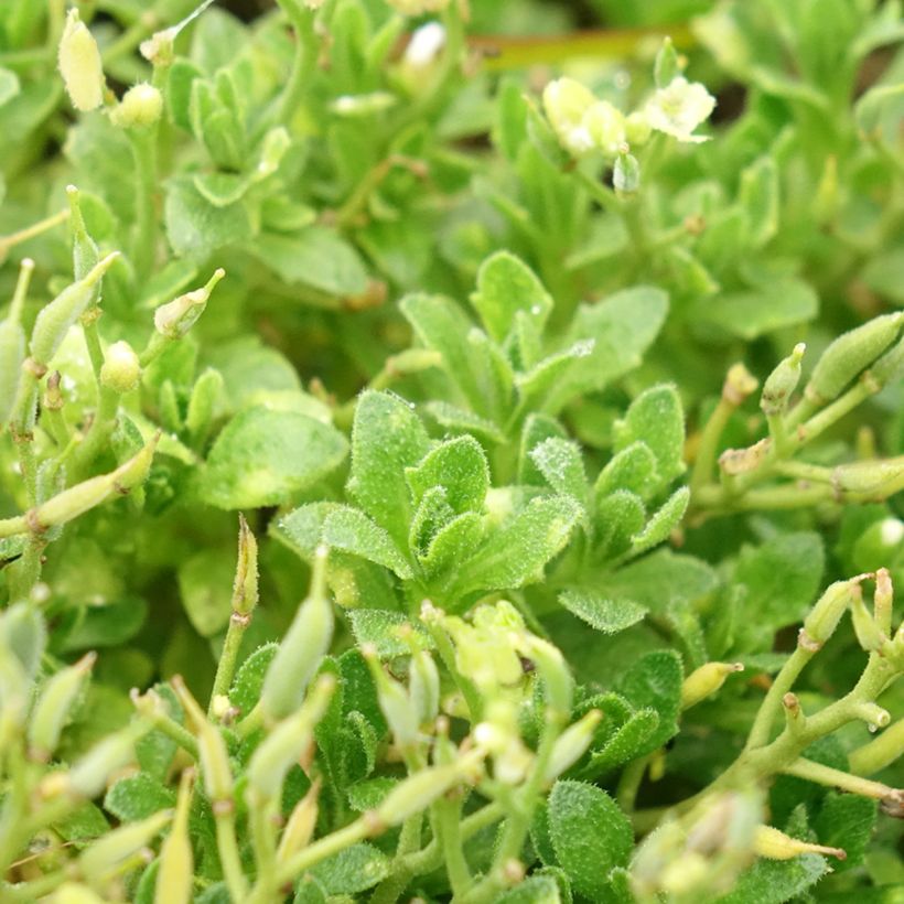 Aubriète Kitte White (Feuillage)