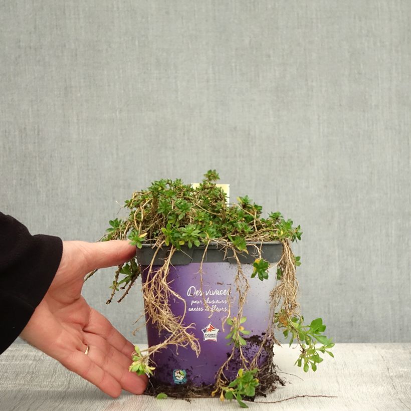 Spécimen de Aubriete Kitte® Bleu (Blue)  - Aubrieta x gracilis Pot de 2L/3L tel que livré en automne