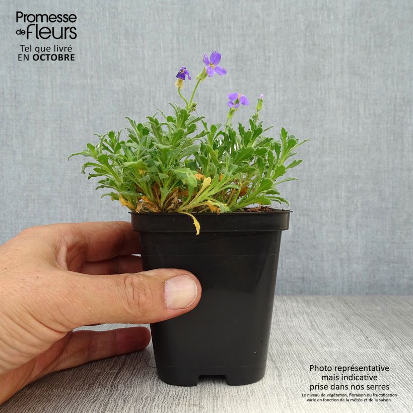 Spécimen de Aubriète mauve - Aubrieta x cultorum Hamburger Stadtpark Godet de 8/9 cm tel que livré en automne