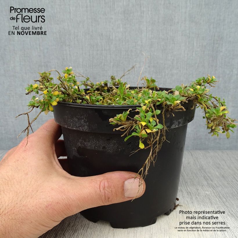 Spécimen de Aubriète rouge - Aubrieta Cascade Red Pot de 2L/3L tel que livré en automne
