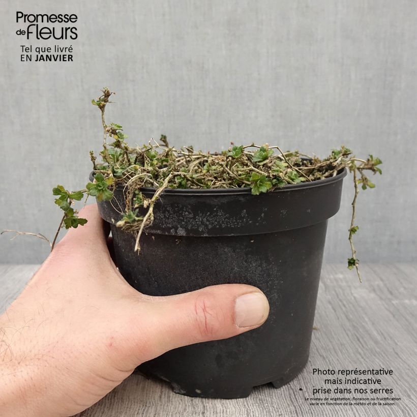 Spécimen de Aubriète rouge - Aubrieta Cascade Red Pot de 2L/3L tel que livré en hiver