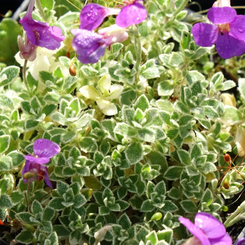 Aubriète Silberrand - Aubrieta (Feuillage)