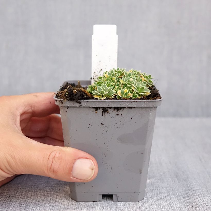 Spécimen de Aubriète Silberrand - Aubrieta Godet de 8/9 cm tel que livré en automne