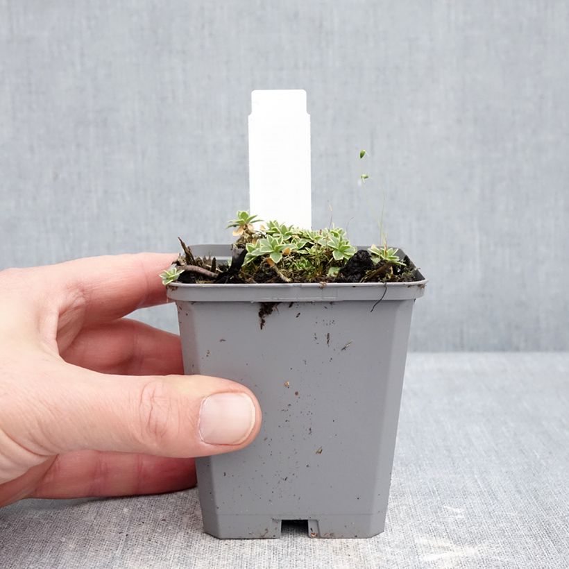 Spécimen de Aubriète Silberrand - Aubrieta Godet de 8/9 cm tel que livré en hiver