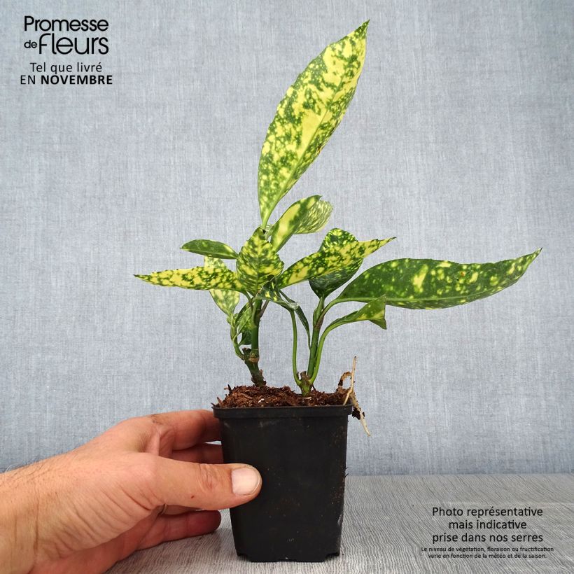 Spécimen de Aucuba japonica Crotonifolia Godet de 8/9 cm tel que livré en automne