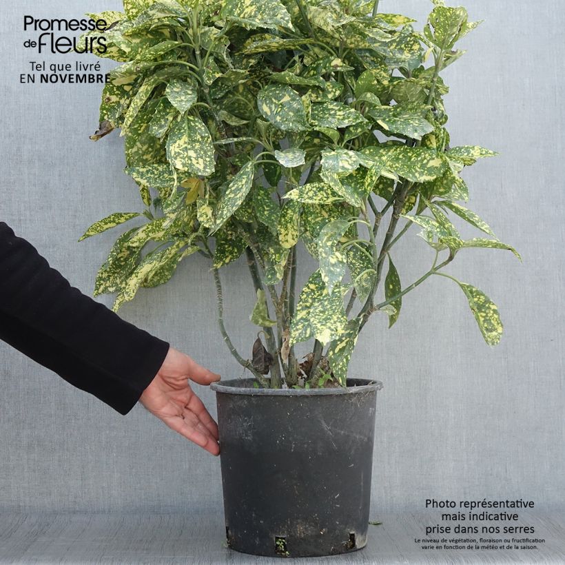 Spécimen de Aucuba japonica Crotonifolia Pot de 7,5L/10L tel que livré en automne