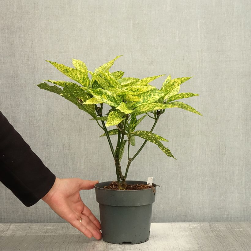 Spécimen de Aucuba japonica Golden king - Laurier du Japon panaché Pot de 2L/3L tel que livré en automne
