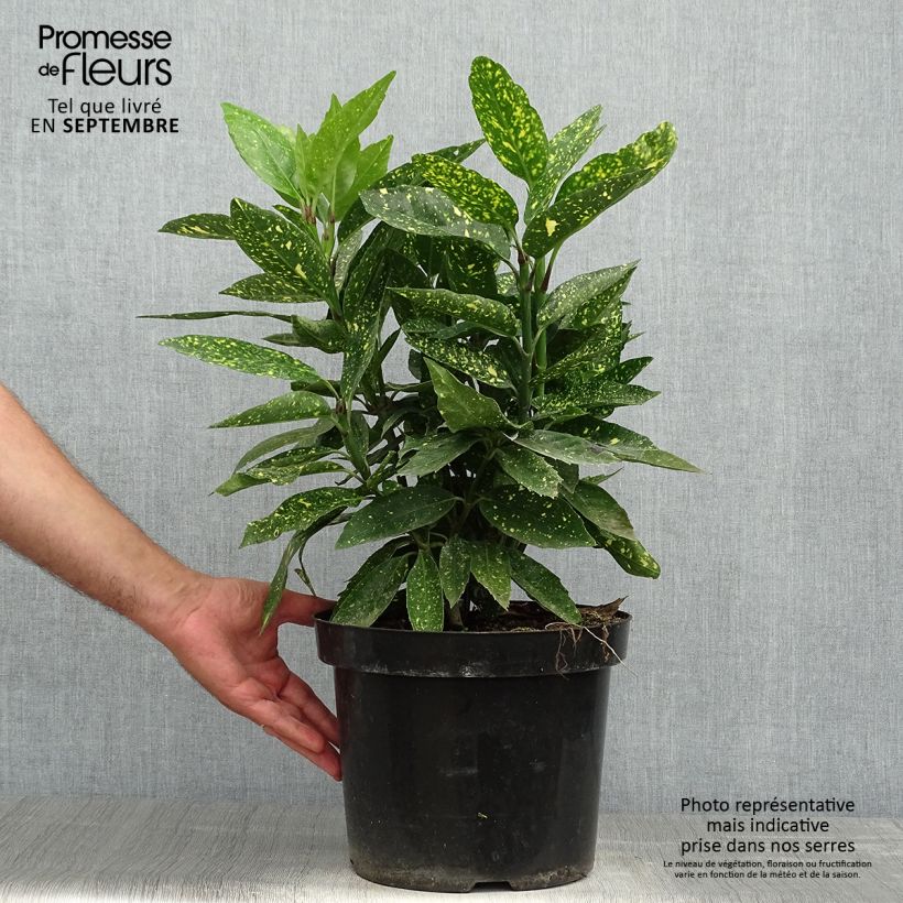 Spécimen de Aucuba japonica Variegata Pot de 7,5L/10L tel que livré en automne