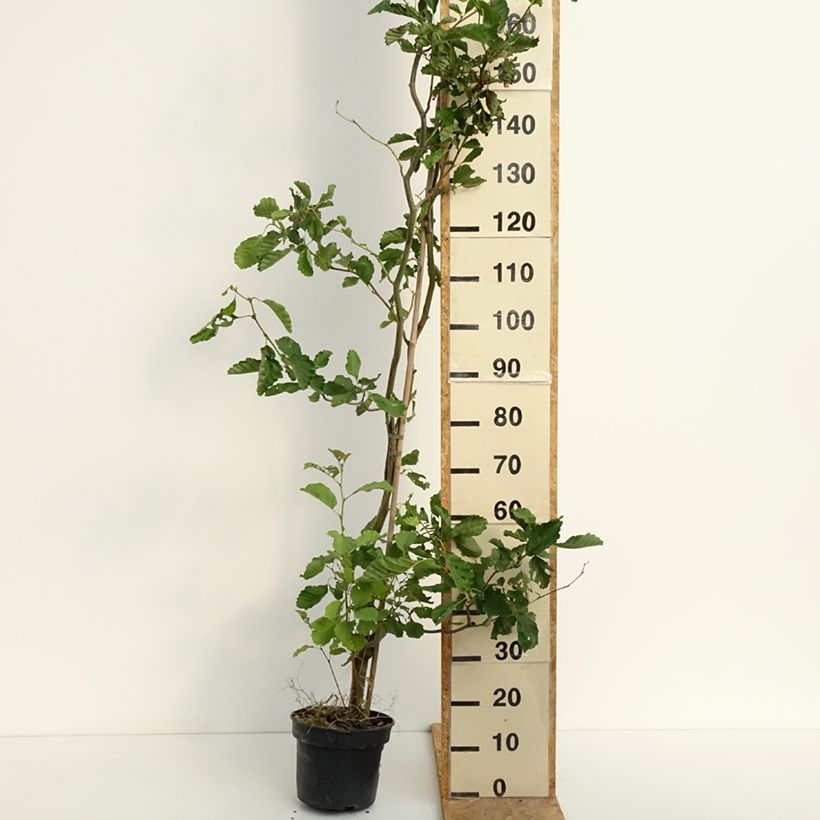 Spécimen de Aulne glutineux - Alnus glutinosa Greenwood Pot de 4L/5L tel que livré en été