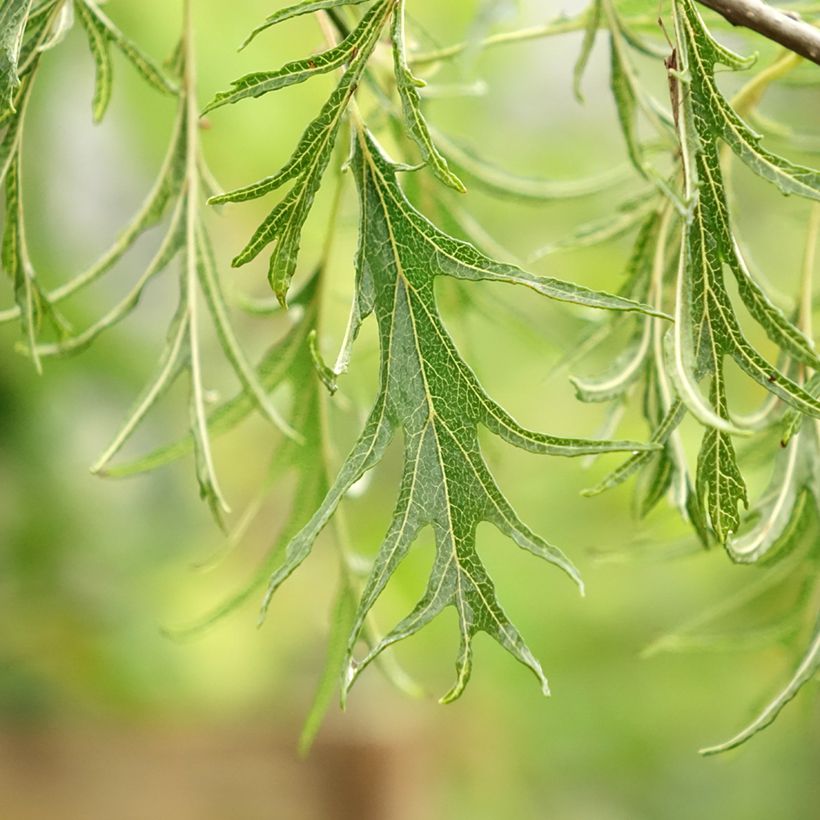 Aulne glutineux - Alnus glutinosa Imperialis (Feuillage)