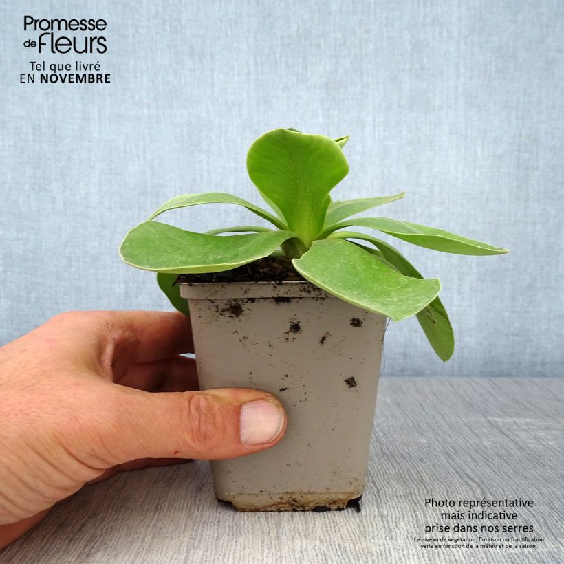 Spécimen de Auricule des jardins - Primula x pubescens  Godet de 8/9 cm tel que livré en automne