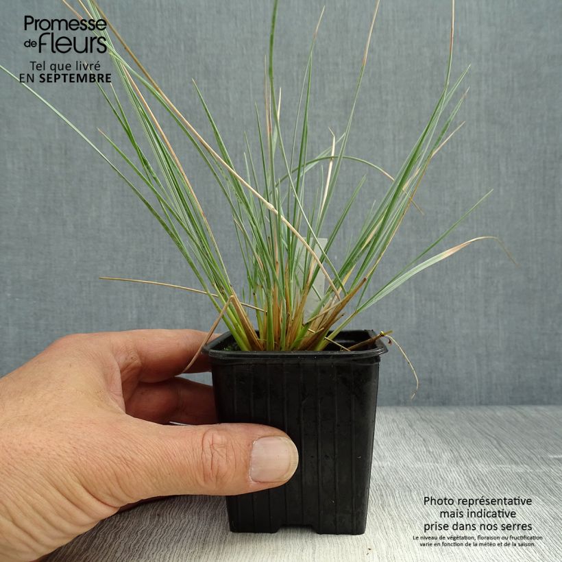 Spécimen de Avoine bleue - Helictotrichon sempervirens Pendula Godet de 8/9 cm tel que livré en automne