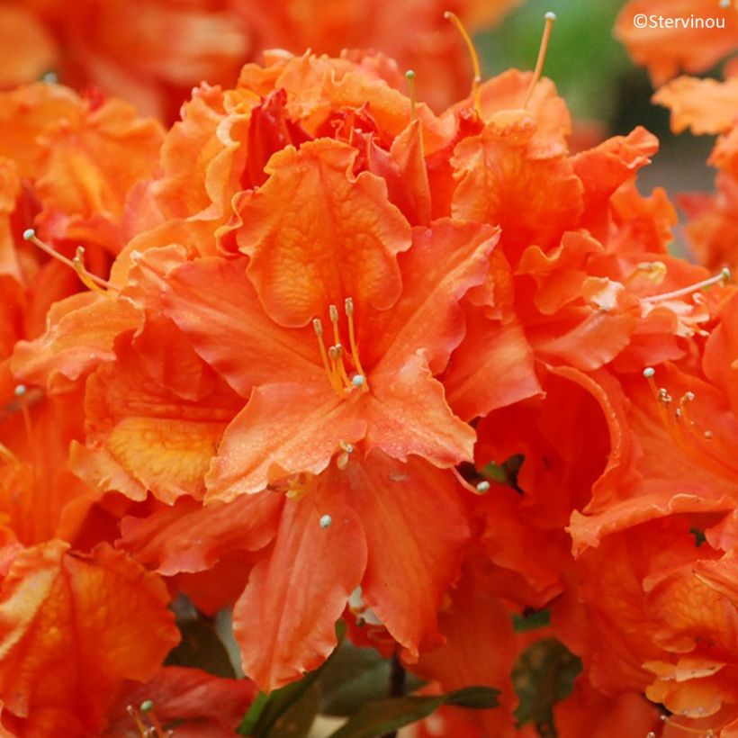 Azalea mollis Orangeade (Fioritura)