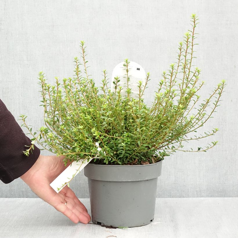 Spécimen de Azalea serpyllifolium - Rhododendron Pot de 3L/4L tel que livré en automne