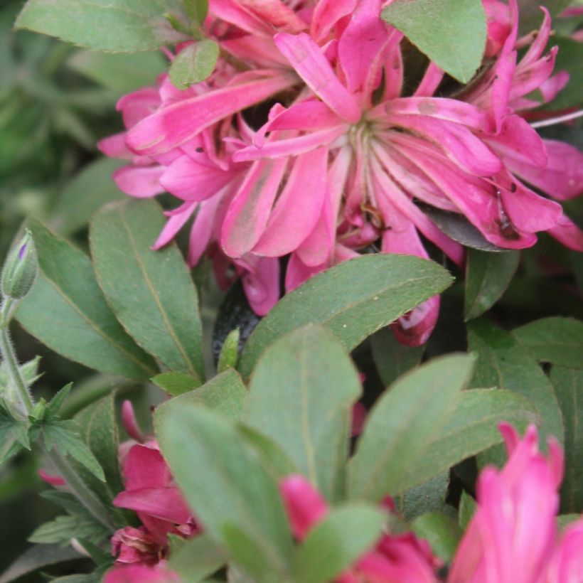 Azalée du Japon Pink Star (Feuillage)