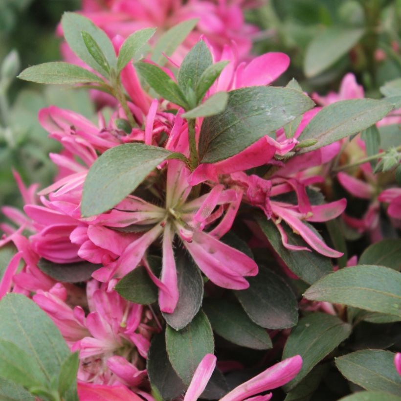 Azalée du Japon Pink Star (Floraison)