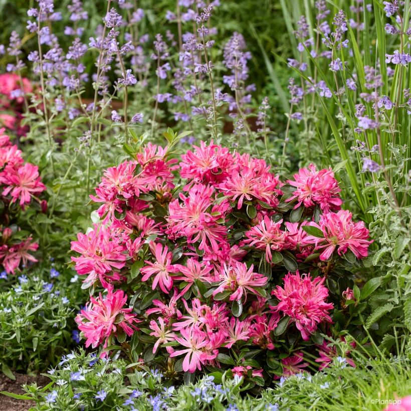 Azalée du Japon Pink Star (Port)