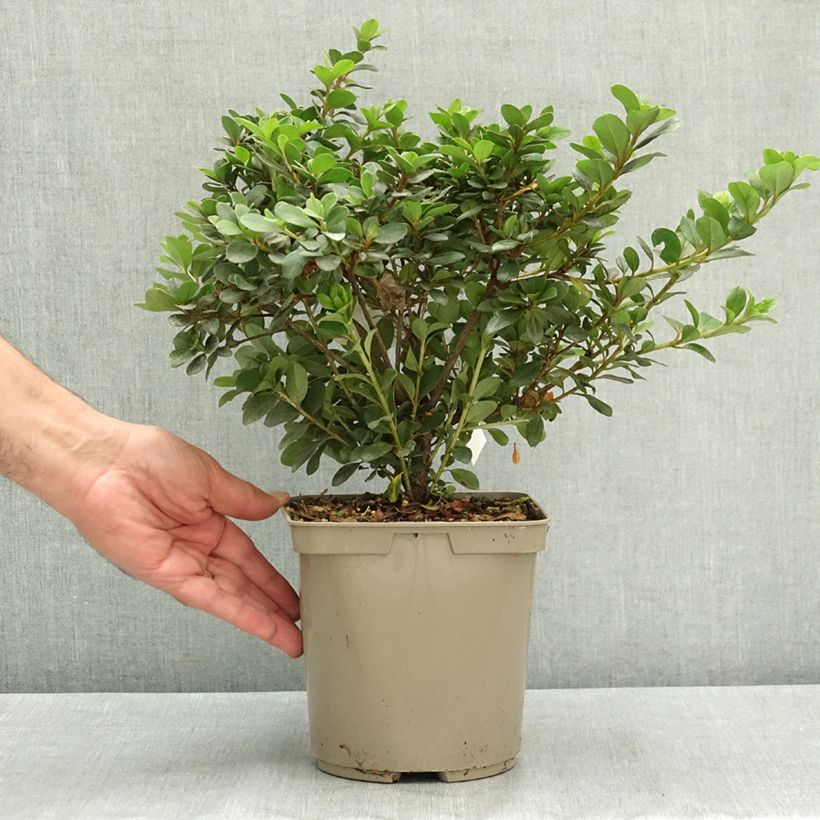 Spécimen de Azalée d'Inde Clotilde - Rhododendron hybride Pot de 3L/4L tel que livré en été