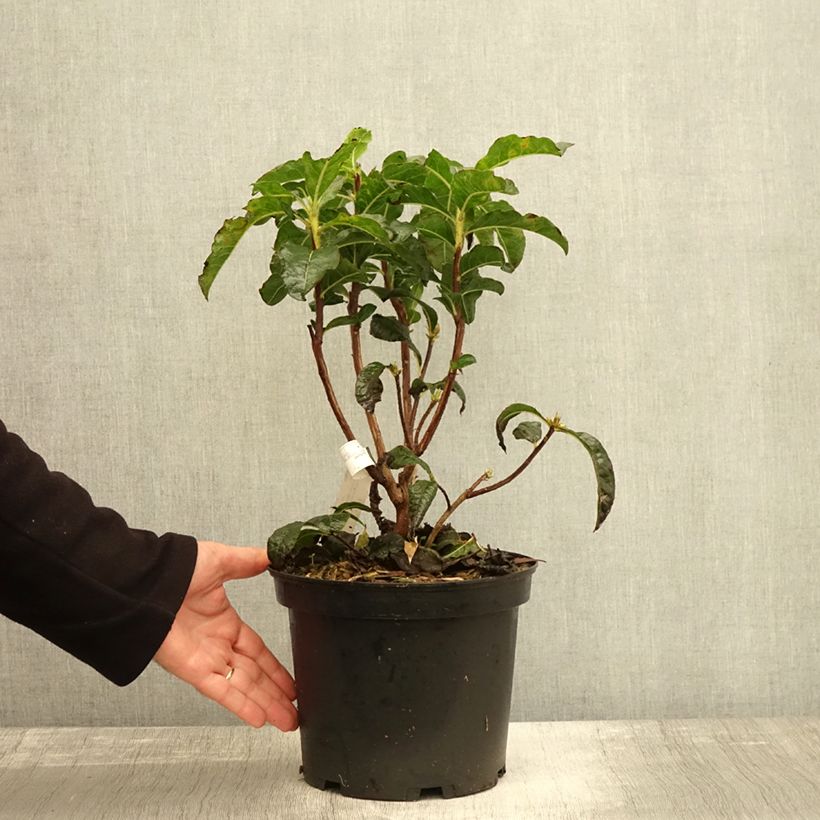 Spécimen de Azalée de Chine Arneson Gem  Pot de 4L/5L tel que livré en automne