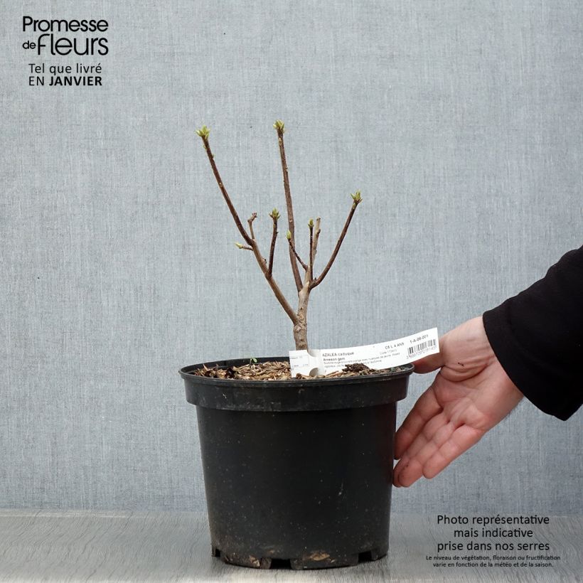 Exemplar von Sommergrüne Azalee Arneson Gem - Azalea Topf mit 4L/5L wie im Winter geliefert