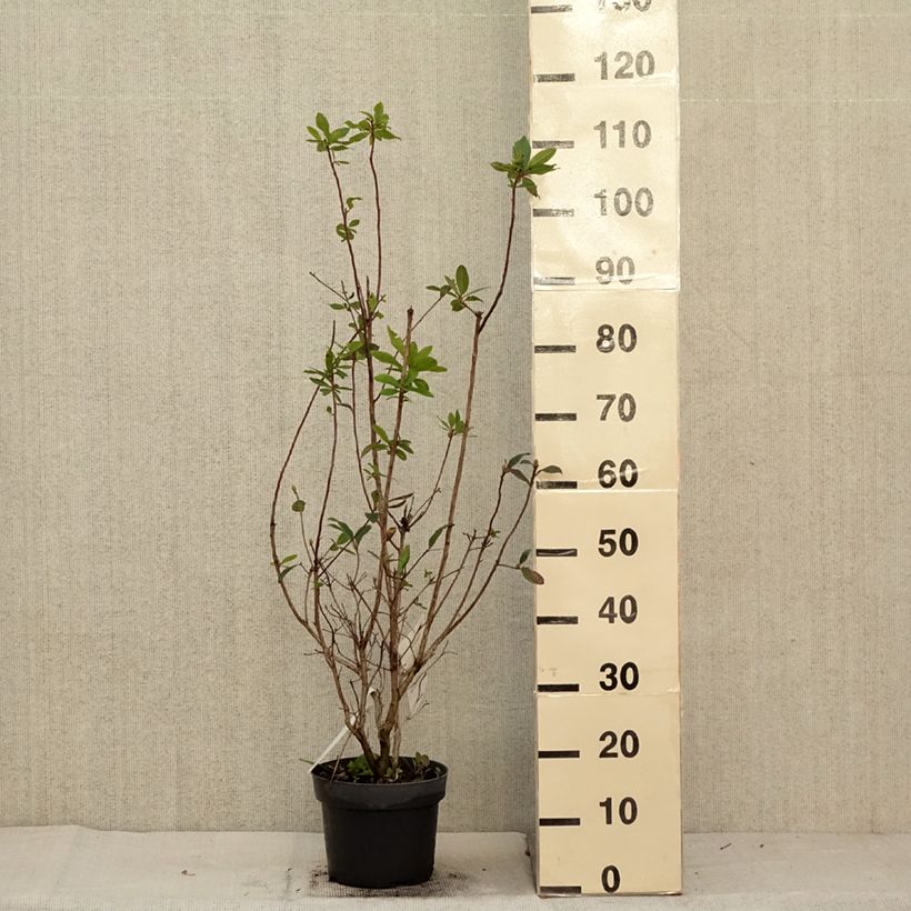 Spécimen de Azalée de Chine Karminduft - Rhododendron viscosum  Pot de 4L/5L tel que livré en automne