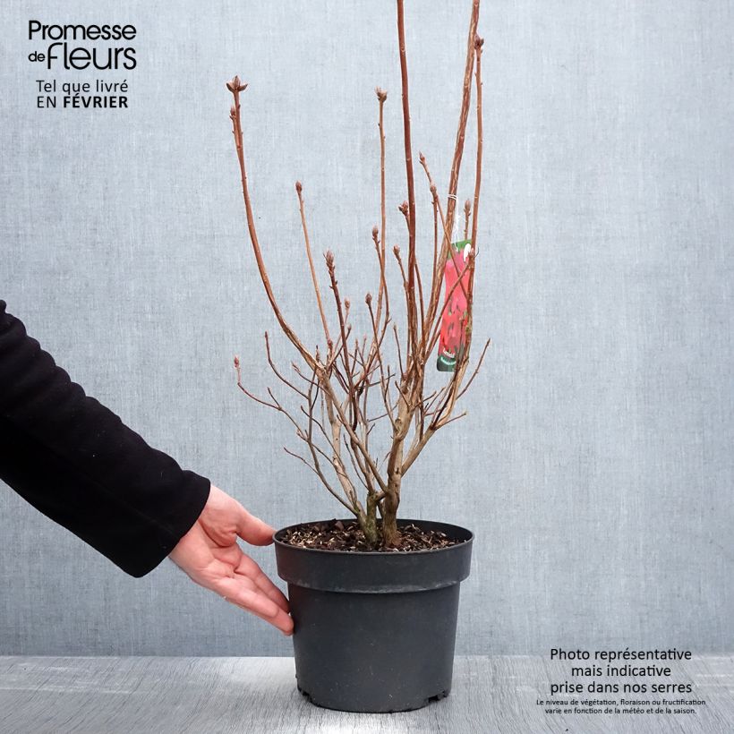 Spécimen de Azalée de Chine Karminduft - Rhododendron viscosum  Pot de 4L/5L tel que livré en hiver