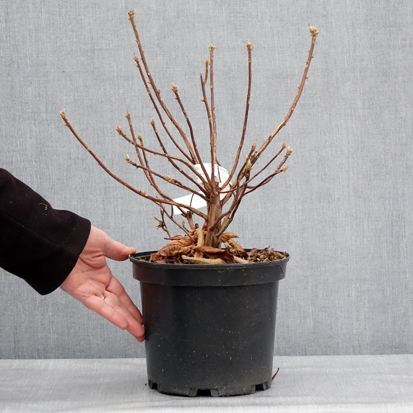 Spécimen de Azalée de Chine Berry Rose - Rhododendron hybride Pot de 4L/5L tel que livré en hiver