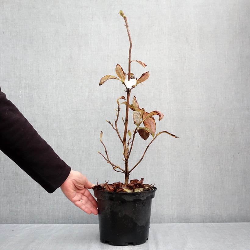 Spécimen de Azalée de Chine Cecile - Azalea mollis Pot de 4L/5L tel que livré en automne