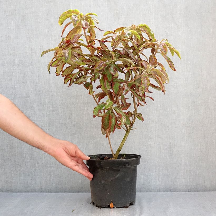 Spécimen de Azalée de Chine Cecile - Azalea mollis Pot de 4L/5L tel que livré en été