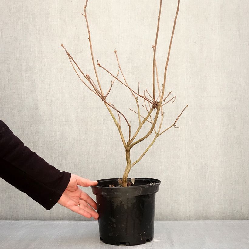 Spécimen de Azalée de Chine Cecile - Azalea mollis Pot de 4L/5L tel que livré en hiver