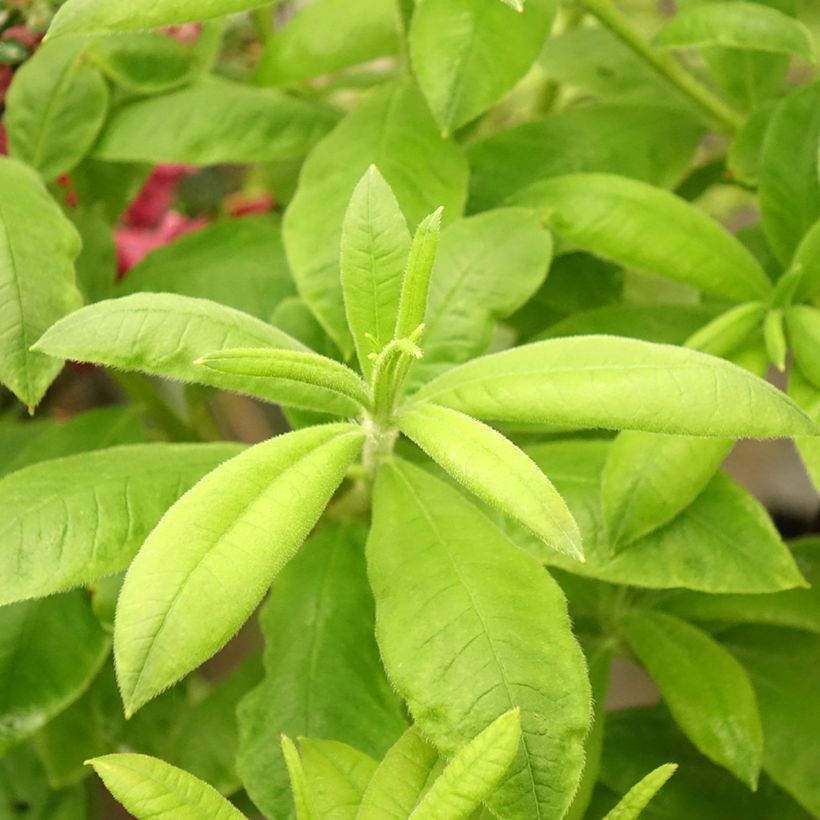 Azalée de Chine Demoiselles de Boutiguery Aurora - Rhododendron hybride (Feuillage)