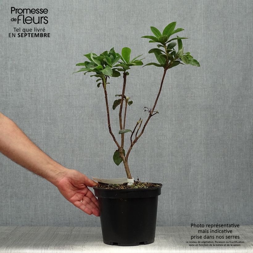 Spécimen de Azalée de Chine Demoiselles de Boutiguery Aurora - Rhododendron hybride Pot de 4L/5L tel que livré en automne
