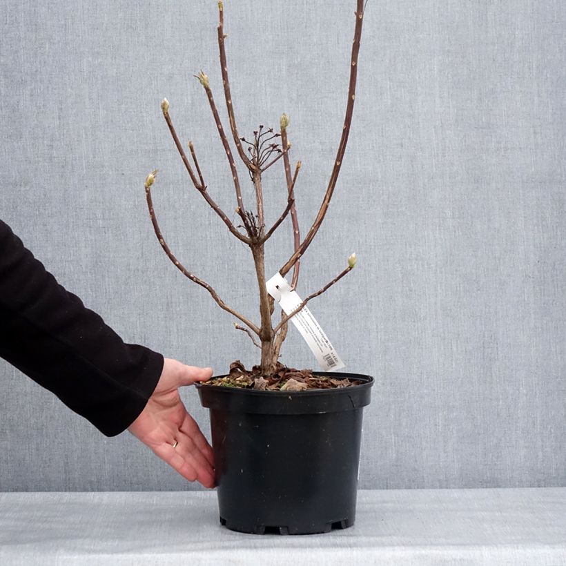 Spécimen de Azalée de Chine Demoiselles de Boutiguery Aurora - Rhododendron hybride Pot de 4L/5L tel que livré en hiver