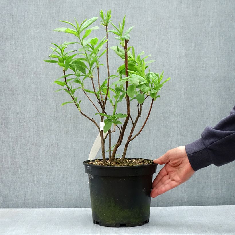 Spécimen de Azalée de Chine Demoiselles de Boutiguery Callista - Rhododendron hybride Pot de 4L/5L tel que livré au printemps