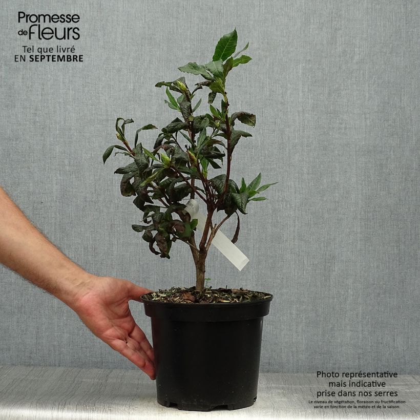 Spécimen de Azalée de Chine Demoiselles de Boutiguery Idylla - Rhododendron hybride Pot de 4L/5L tel que livré en automne