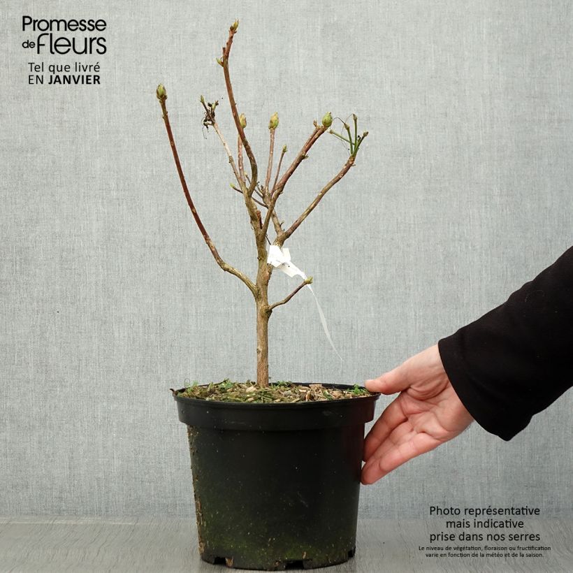 Spécimen de Azalée de Chine Demoiselles de Boutiguery Idylla - Rhododendron hybride Pot de 4L/5L tel que livré en hiver