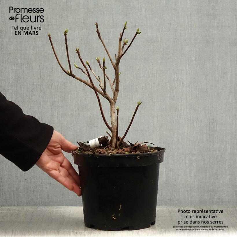 Amostra de Azálea Mollis Demoiselles de Boutiguery Idylla Vaso de 4 L/5 L tal como entregue na primavera