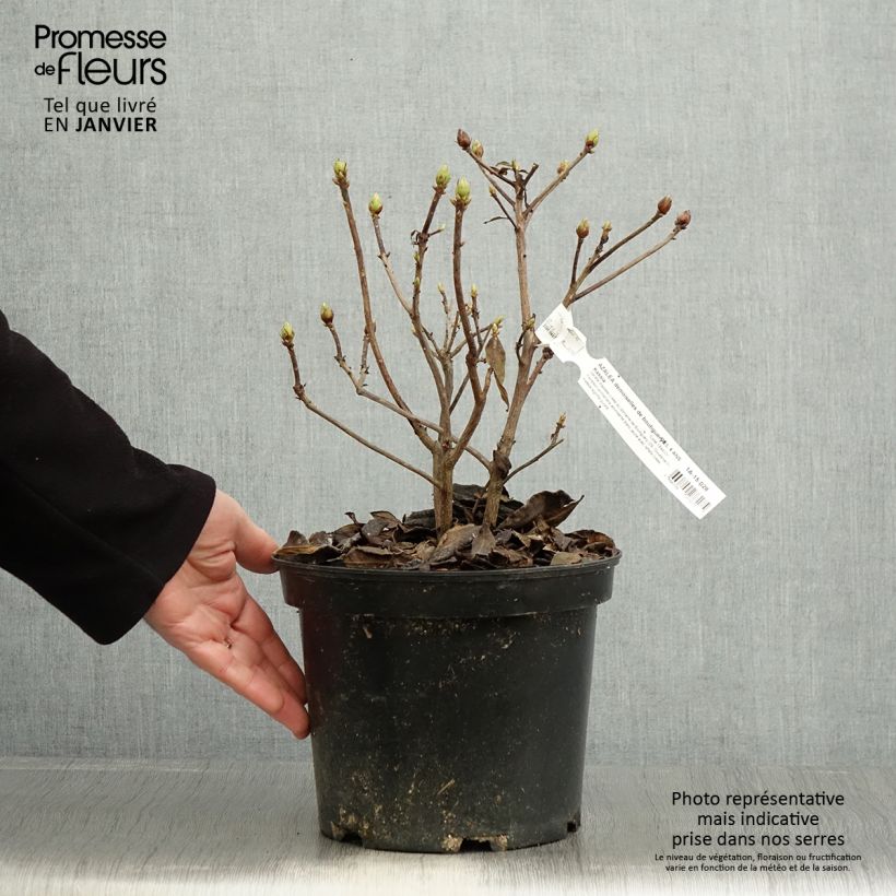 Spécimen de Azalée de Chine Demoiselles de Boutiguery Kassia - Rhododendron hybride Pot de 4L/5L tel que livré en hiver