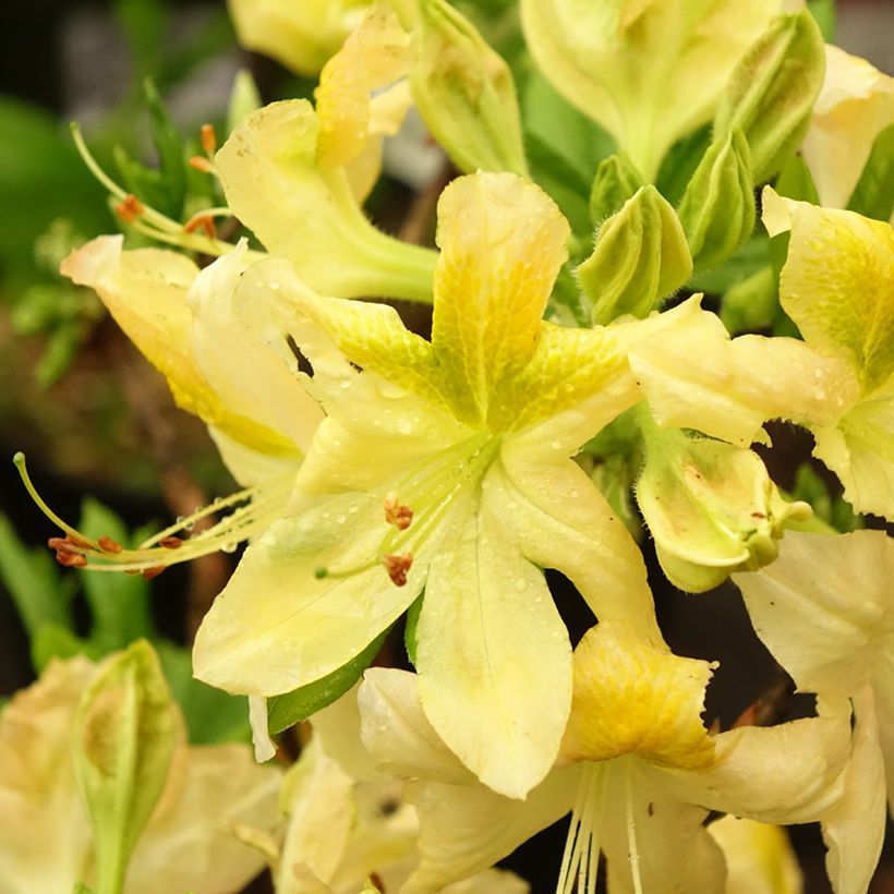 Azalée de Chine Demoiselles de Boutiguery Nella - Rhododendron hybride (Floraison)