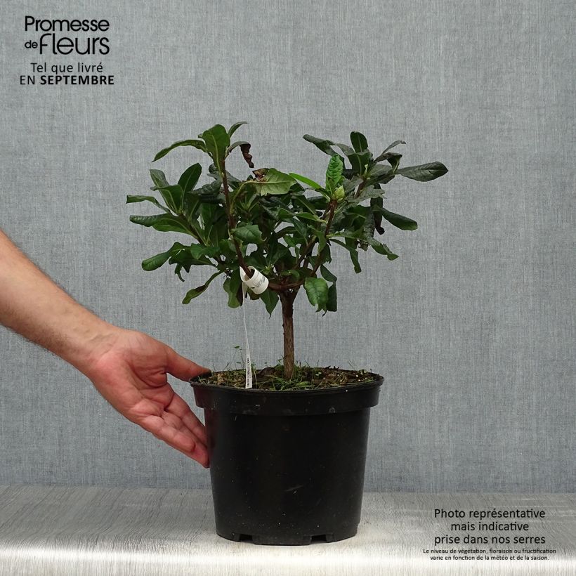 Spécimen de Azalée de Chine Demoiselles de Boutiguery Nella - Rhododendron hybride Pot de 4L/5L tel que livré en automne