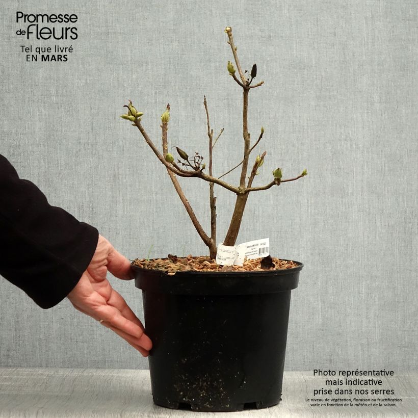 Azalea mollis Demoiselles de Boutiguery Nella 4L/5L pot sample as delivered in spring