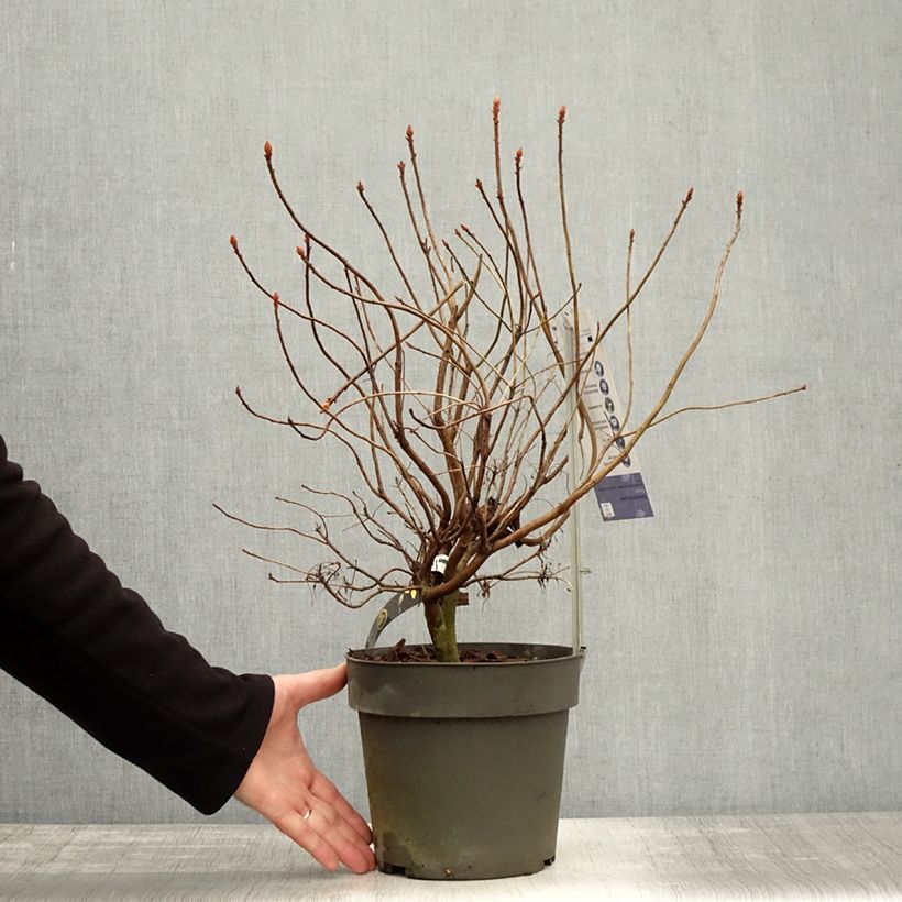 Spécimen de Azalée de Chine Fraseri - Rhododendron  Pot de 4L/5L tel que livré en automne