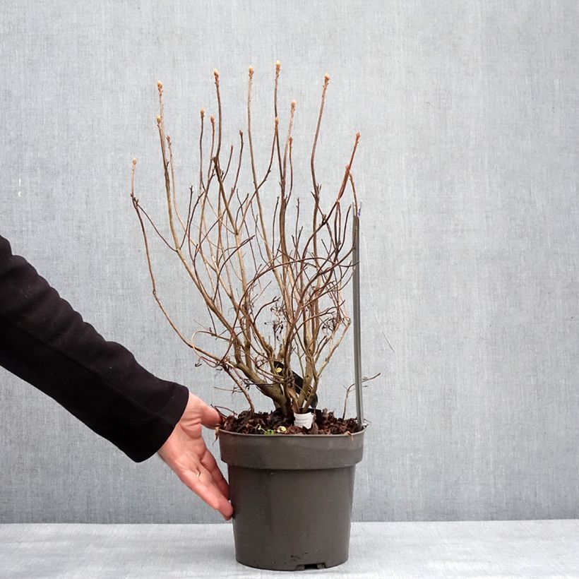 Spécimen de Azalée de Chine Fraseri - Rhododendron  Pot de 4L/5L tel que livré en hiver