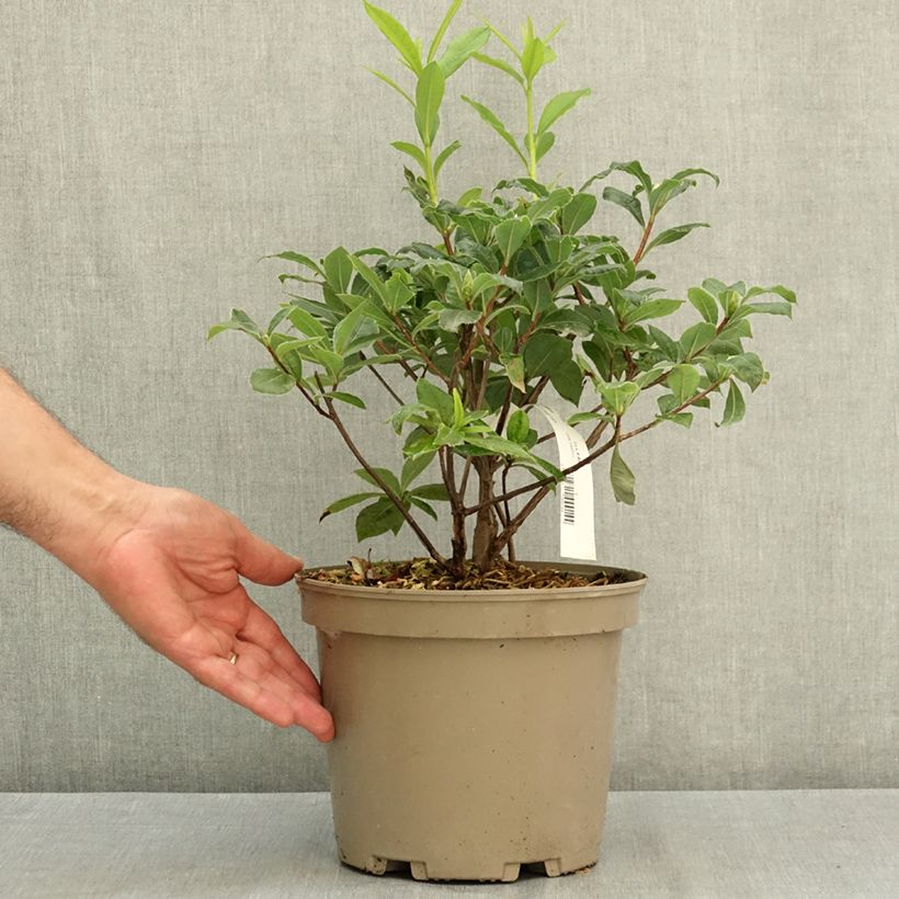 Spécimen de Azalée de Chine Gibraltar - Azalea mollis Pot de 4L/5L tel que livré en été